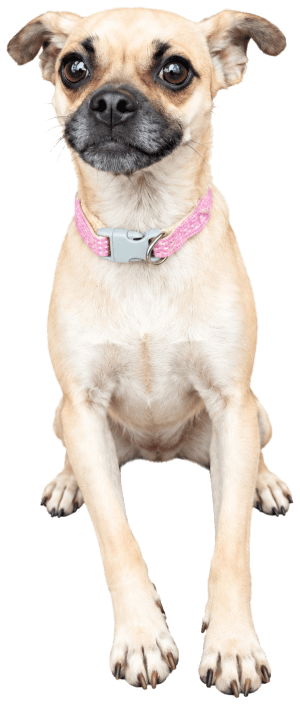 Coca, perra mestiza. Adoptada
