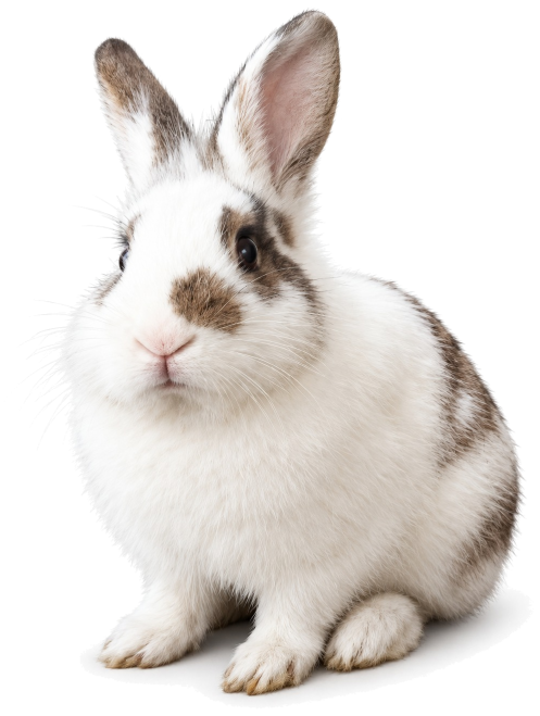 Olaf, conejo. Adoptado