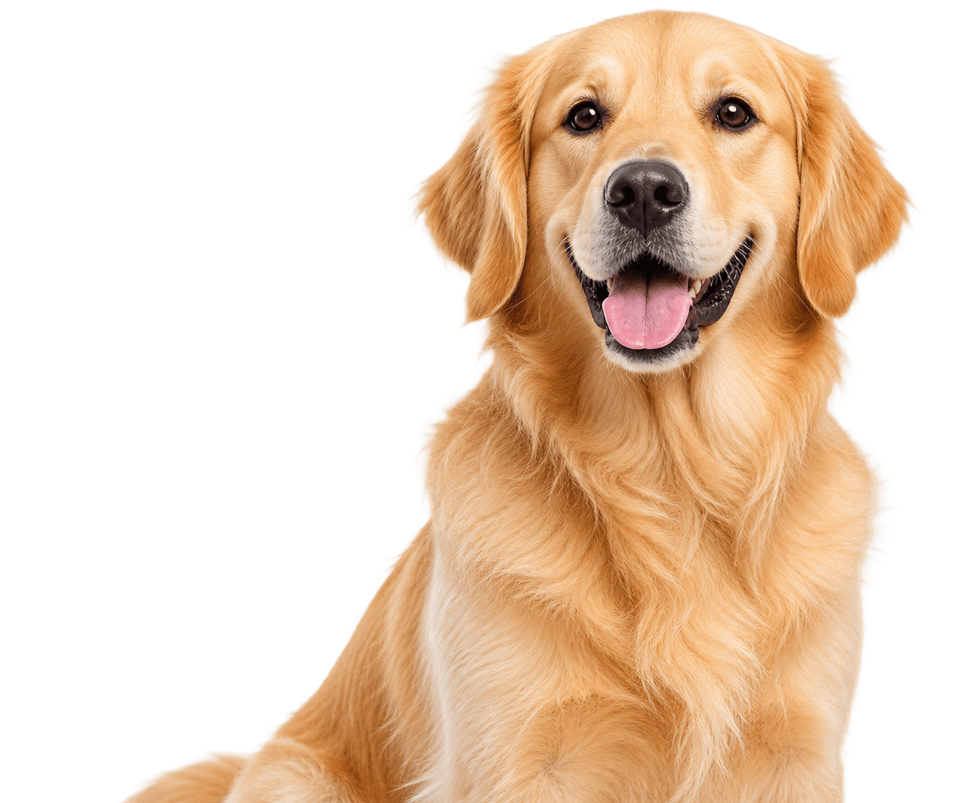 Golden Retriever asomandose en la tarjeta Busca