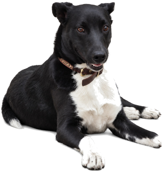 Ron, perro mestizo. Adoptado
