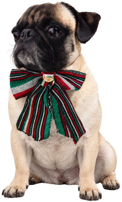 Tobby, perro pug en adopción dentro de OSOLMA Ayuda